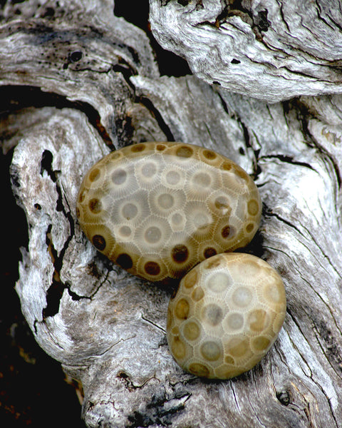 Petoskey Stone