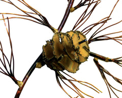 Copper Art Pine bough small 13"