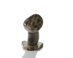 Petosky Stone Mushroom Single Medium  3314