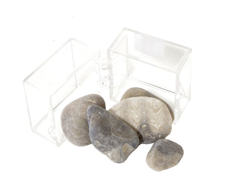 Petoskey Stone Minibox