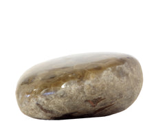 Petoskey Stone Polished #0325-01