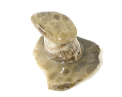 Petoskey Stone Mushroom Single small  1125-1